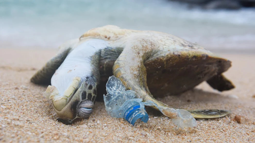 Why We Need to Stop Plastic Pollution in Our Oceans FOR GOOD